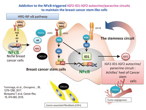 Division Of Cancer Cell Biology Cancer Research Institute Of Kanazawa