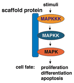 MAPKカスケードのin vivoにおける役割，及び足場タンパク質によるキナーゼ複合体の形成