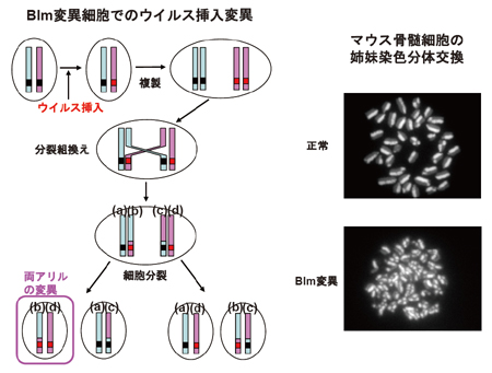 変異マウスを利用したウイルス挿入変異によるがん抑制遺伝子の効率的な単離