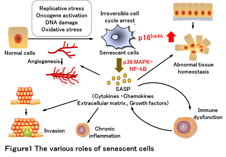 The various roles of senescent cells