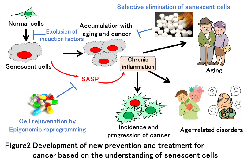 Development go new prevention and treatment for cancer based on the understanding senescent cells