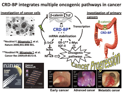 CRD-BP integrates multiple oncogenic pathways in cancer