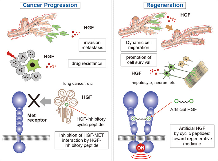 図１ HGF-Met系の生理機能: 組織再生とがん悪性進展（転移・薬剤耐性）