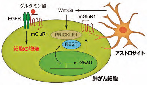 【図2】脳に転移した肺がん細胞が増殖する仕組み